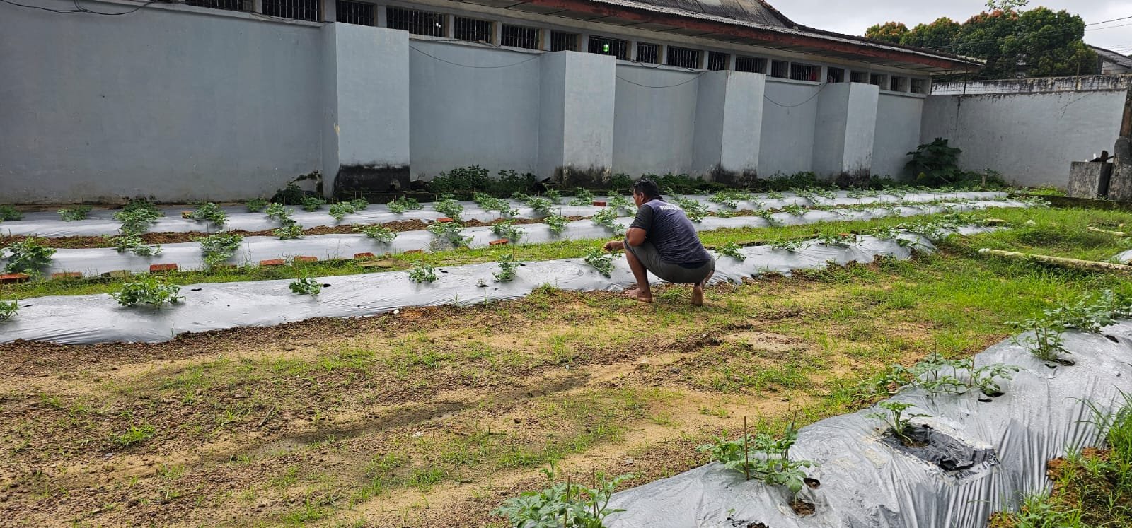 Dari Lahan Marginal, Warga Binaan Lapas Pangkalpinang Hijaukan Blok Hunian